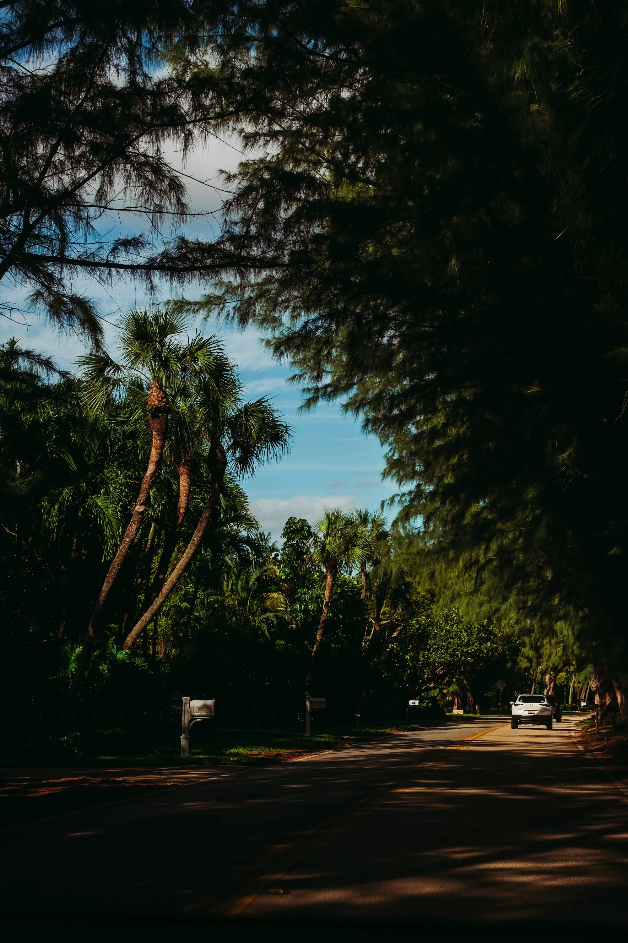 Palm canopy arching over a quiet South Florida street